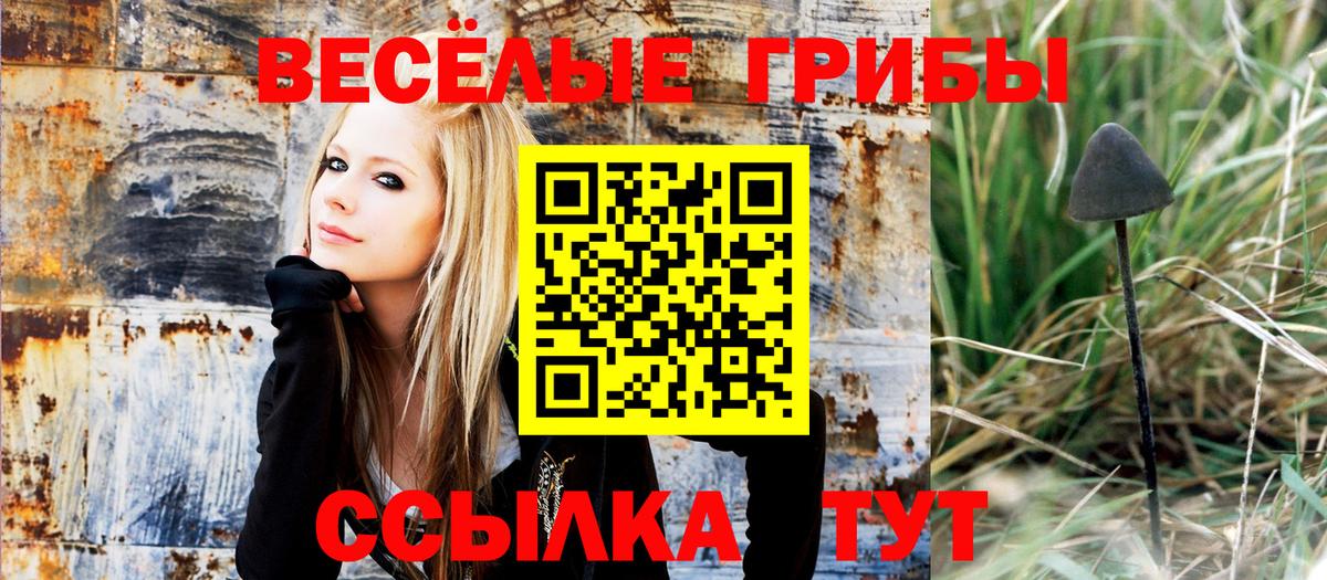Псилоцибиновые грибы Psilocybe Ялуторовск